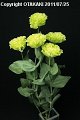 Eustoma Morinoshizuku